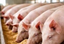 Del boom al derrumbe: la producción porcina cerró 2025 con los peores márgenes en diez años