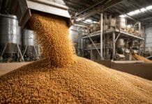 🌱 La industria aceitera suma nuevas oleaginosas y se enfoca en biocombustibles avanzados