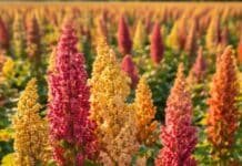 Quinua con menos agua: el INTA demostró que puede rendir bien usando solo el 50% del riego