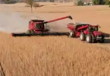 Prevén una cosecha de soja en Brasil de 179,5 millones de toneladas en la temporada 2025/26