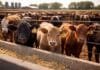 Más terneros en movimiento y un feedlot que gana terreno: el mapa que deja la ganadería en 2025