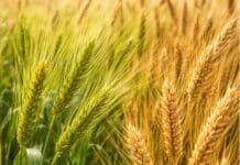 Trigo 2025/26 en Córdoba: rindes altos, pero la calidad vuelve a encender alertas en el mercado