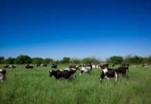 Récord en los tambos: la producción de leche alcanzó su mayor nivel en una década y consolida la recuperación del sector