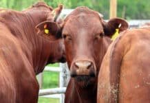 ROSGAN abrió 2026 con una invernada firme: poca oferta, fuerte demanda y precios que siguen en niveles récord