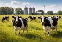 Sensores y datos clave: cómo anticipar el estrés por calor y proteger la producción lechera