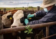 SENASA actualiza las reglas sanitarias y habilita vacunas bovinas más modernas y flexibles