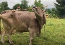 Video viral: Veronika, una vaca muy inteligente que sorprendió a la ciencia
