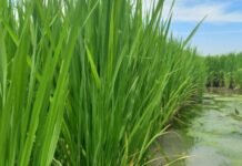 Arroz entrerriano: el 97% del cultivo presenta condición entre buena y muy buena