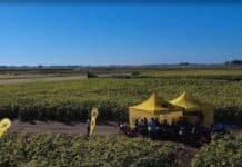 Nidera Semillas activa 15 entrenamientos a campo y apunta a mejorar rindes de maíz y girasol en la campaña 2026