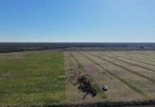 Una empresa agro invierte en 20.000 algarrobos y abre un nuevo negocio mientras redefine su estructura familiar