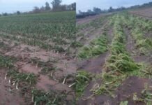 Córdoba: la campaña de verano pierde volumen por la falta de lluvias y proyecta 3 millones de toneladas menos