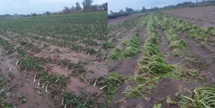 HiMqN9scE_1300x655__1