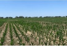 Maíz y girasol en jaque: el déficit hídrico y el calor presionan a la campaña de verano