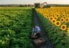 Récord industrial: girasol y maní impulsan la molienda y sostienen el valor agregado del agro