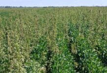 Alerta roja en el campo: detectan yuyo colorado resistente a un herbicida clave y complica el control en soja