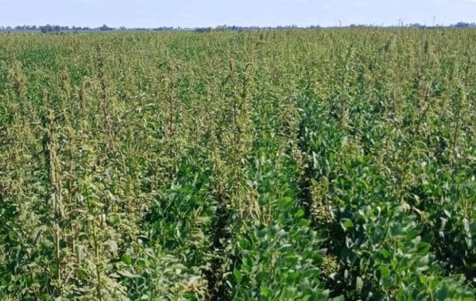 Plantas de A. hybridus con sospecha de resistencia a sulfentrazone creciendo en un cultivo de soja