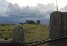 Sequía y calor extremo condicionan a los cultivos de verano en el sudoeste bonaerense