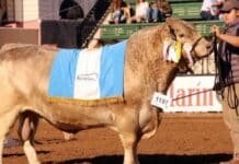 Un toro argentino vence a EE.UU. y Reino Unido y se corona campeón mundial
