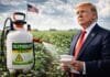 EE.UU. asegura el glifosato: Trump firma una orden para garantizar el herbicida clave para el campo
