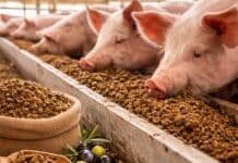 Transforman el 80 % del descarte del olivo en alimento para aves y cerdos y apuntan a reducir antibióticos