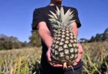 El ananá gana terreno en Misiones: una tecnología mejora rindes, calidad y reduce malezas