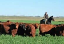 Ganadería 2026: terneros 87% más caros y China paga hasta 20% más — el negocio ahora depende de la eficiencia