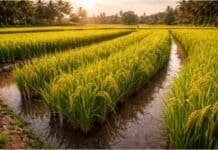 INTA logra un avance clave en arroz: la edición génica ya apunta a variedades élite más productivas y resistentes