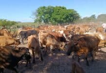 INTA impulsa el Bovino Criollo: la raza que mejora fertilidad, resiste ambientes duros y gana lugar en los rodeos