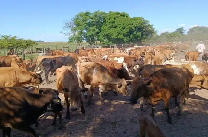 bovino criollo-gentileza INTA