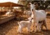Suplementación estratégica en cabras: más peso en los cabritos y mejor leche en pariciones invernales