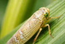 Alerta chicharrita: suben las poblaciones en zonas maiceras clave y piden reforzar controles