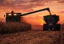 Maíz 2025/26: Entre Ríos proyecta márgenes positivos y acelera la venta anticipada