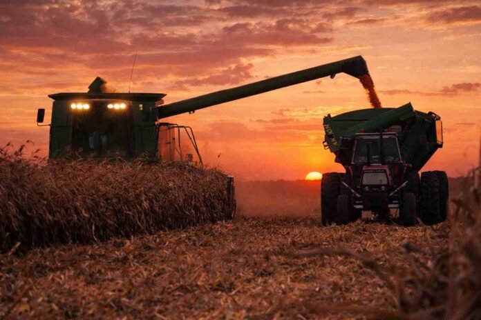 cosecha de maiz