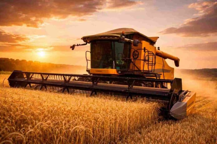 cosecha de trigo