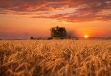 Trigo 2025/26: Argentina logra una cosecha récord y proyecta el mayor volumen exportador de su historia