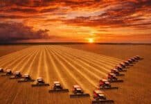 Brasil va por 178 millones de toneladas de soja y amplía la brecha con Argentina en la campaña global