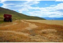 🌾 La Patagonia hizo historia: primera cosecha de trigo en Santa Cruz tras más de un siglo