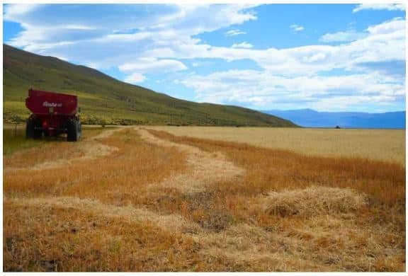 cosecha trigo Patagonia