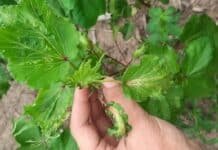 Alertan por daños en cultivos sensibles: el mal uso de herbicidas hormonales dispara casos de fitotoxicidad