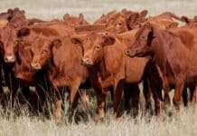 Ganadería: proyectan meses de alta rentabilidad y abren un nuevo módulo de inversión en carne