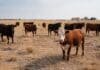 La sequía ya pone en riesgo 7,5 millones de cabezas: las provincias clave concentran el 54% del rodeo