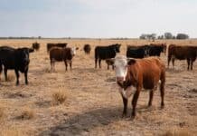 La sequía ya pone en riesgo 7,5 millones de cabezas: las provincias clave concentran el 54% del rodeo