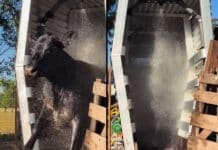 Contra los 1.066 focos de garrapata, un productor crea un baño que recupera 90% del producto y trata cientos de bovinos en minutos