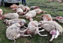 Alarma rural: perros matan más de 120 corderos y provocan pérdidas productivas y educativas