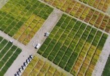 La soja da un salto regional: 5 países unifican ensayos para cerrar brechas de rendimiento y mejorar decisiones en el lote