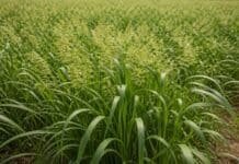 El nitrógeno, más decisivo que el agua: un estudio revela la clave para mejorar la productividad del Panicum coloratum