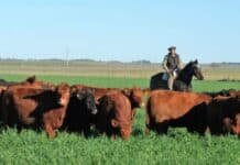 Ganadería 2026: terneros 87% más caros y China paga hasta 20% más — el negocio ahora depende de la eficiencia