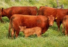 Limangus: miden 4.553 animales en 18 cabañas y logran datos clave para acelerar la genética