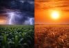 Pronóstico clave para el agro: dónde lloverá más de lo normal y en qué regiones dominará el calor