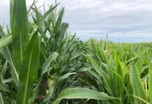 Maíz cierra siembra al 100% y casi el 50% del área entra en fase crítica con humedad ajustada